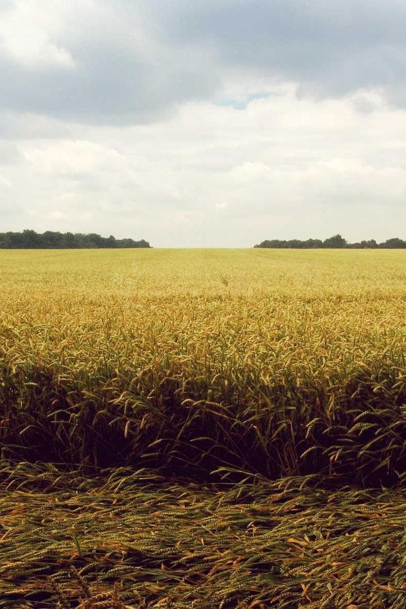 The Ephemeral Architecture of Forgotten Dreams and Distant Memories