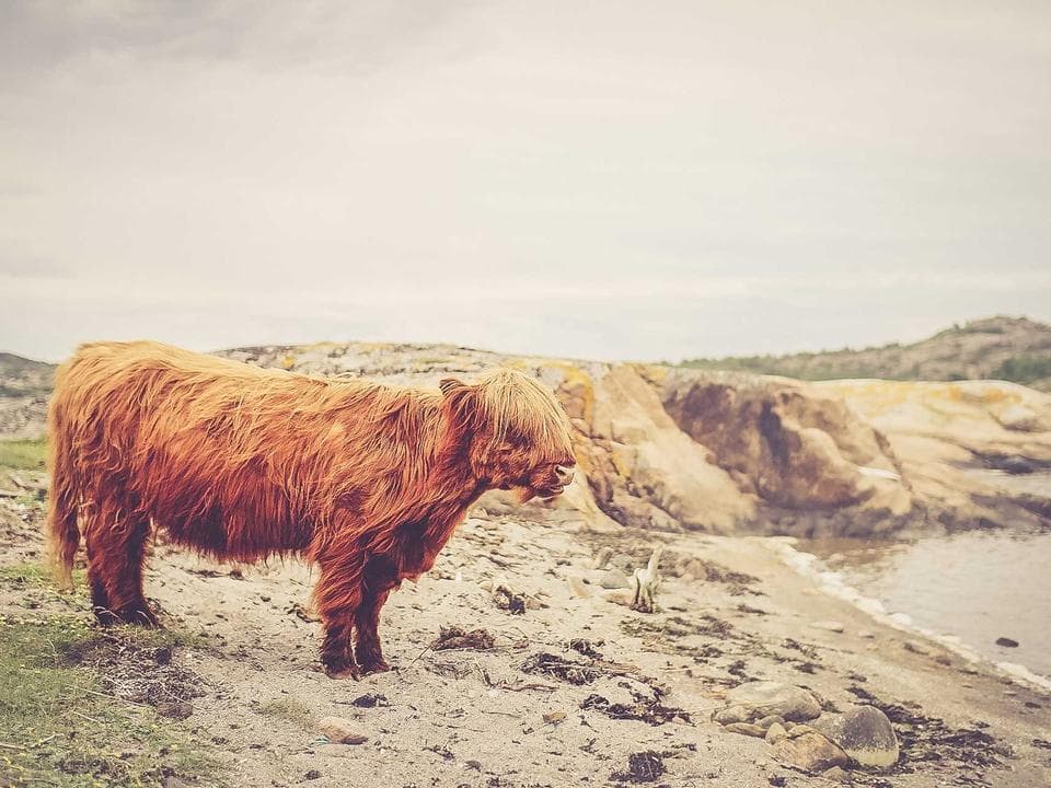 苔と回路基板が融合し、生きた壁となる瞬間を捉えています